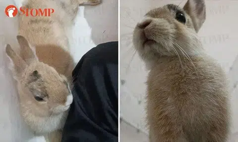 Man heartbroken after his wife gives away pet rabbit without telling him, hopes to get it back