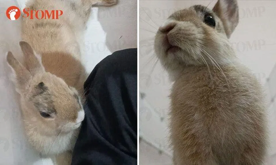 Man heartbroken after his wife gives away pet rabbit without telling him, hopes to get it back