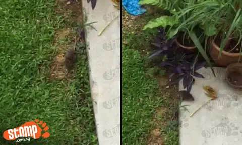 Rat spotted loitering around Blk 257 Tampines St 21
