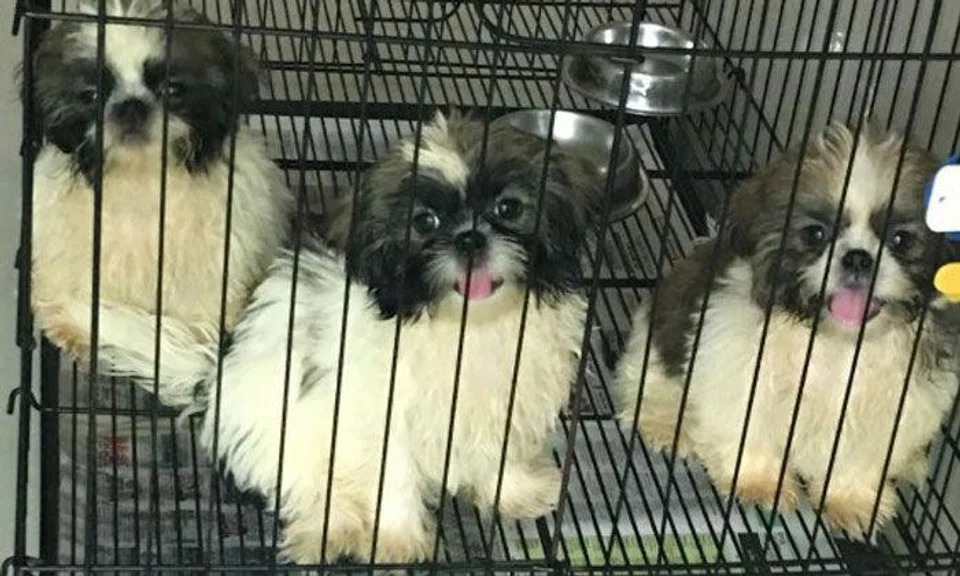 Man jailed for smuggling 11 puppies into S'pore by hiding them in car's modified fuel tank