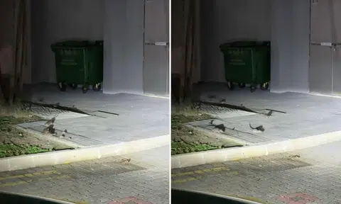 'That's 3 generations of rats': Over 20 rodents spotted scurrying around chute at Rivervale Crescent