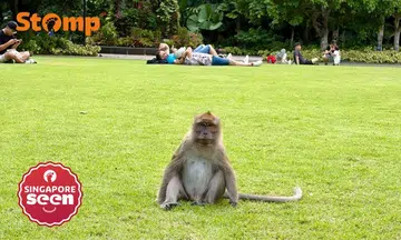 Monkey sitting on the grass