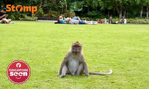 Monkey sitting on the grass