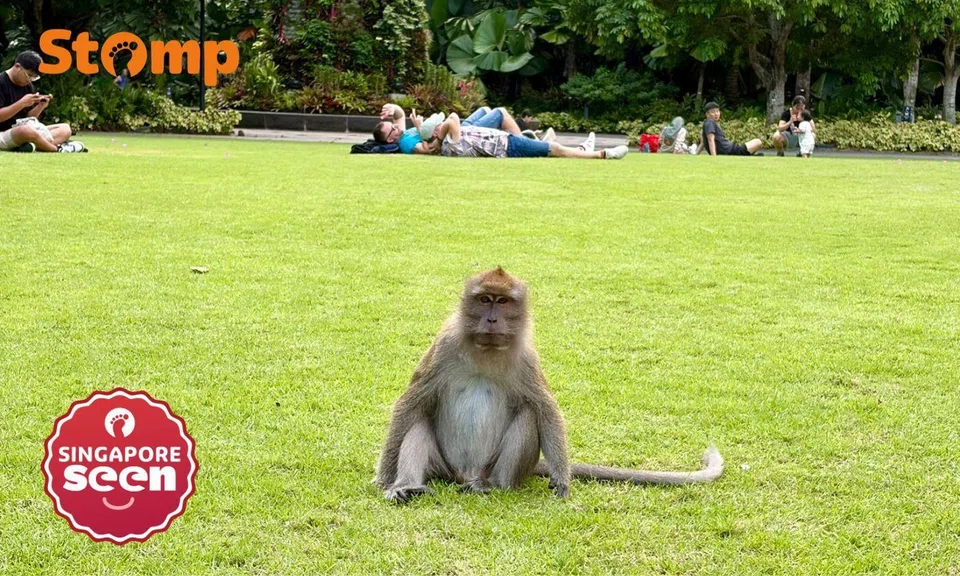 Monkey sitting on the grass