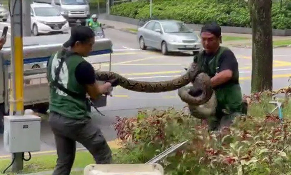 Two NParks officers handling the python. PHOTO: SINGAPORE WILDLIFE SIGHTINGS/FACEBOOK