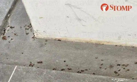 Stomper Min shared photos showing the carcasses of the creepy crawlies in the corridor