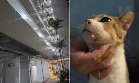 'Sicko' allegedly entices cats to play with scissors dangled from Ghim Moh block: 'Poor baby walking around, drooling'