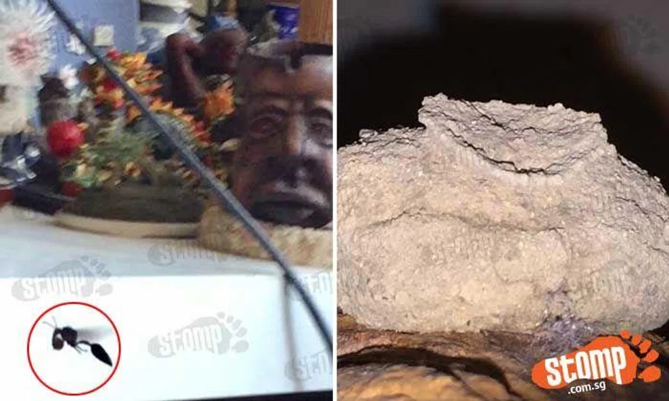 Coincidence or auspicious omen? Black wasp builds nest at foot of deity statue
