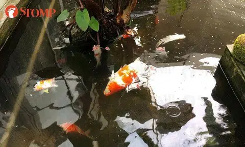 Serangoon Gardens resident devastated after otters kill 30 of his koi