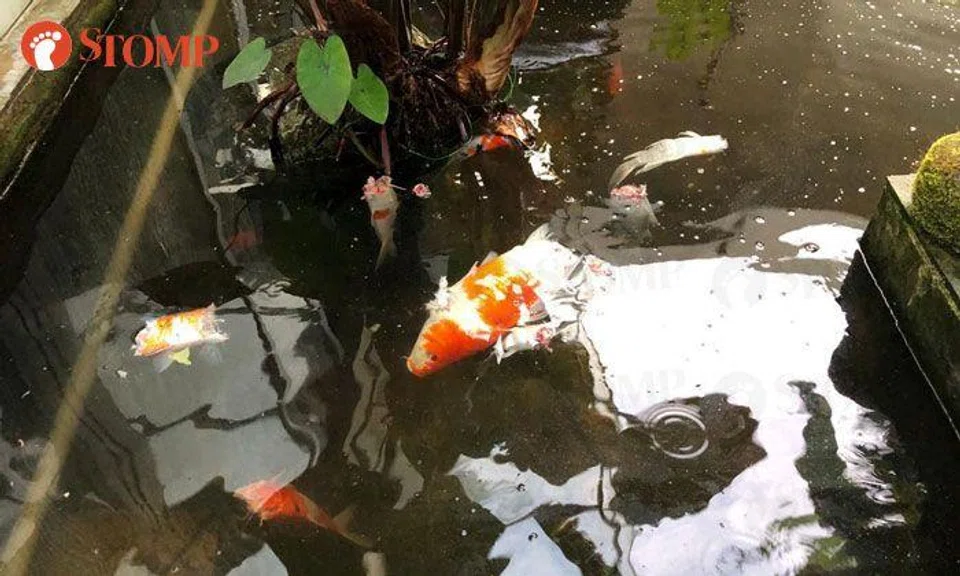 Serangoon Gardens resident devastated after otters kill 30 of his koi
