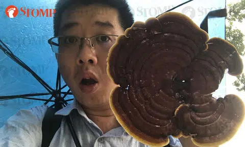 Stomper makes 'precious' discovery at Pearl's Hill City Rd