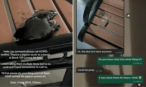 mynah stuck on bench