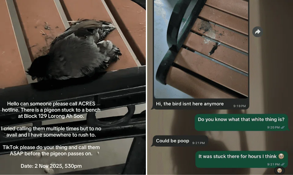 mynah stuck on bench