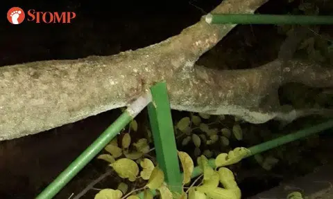 At least 4 fallen trees in Tuas after strong winds, 1 smashed through railing