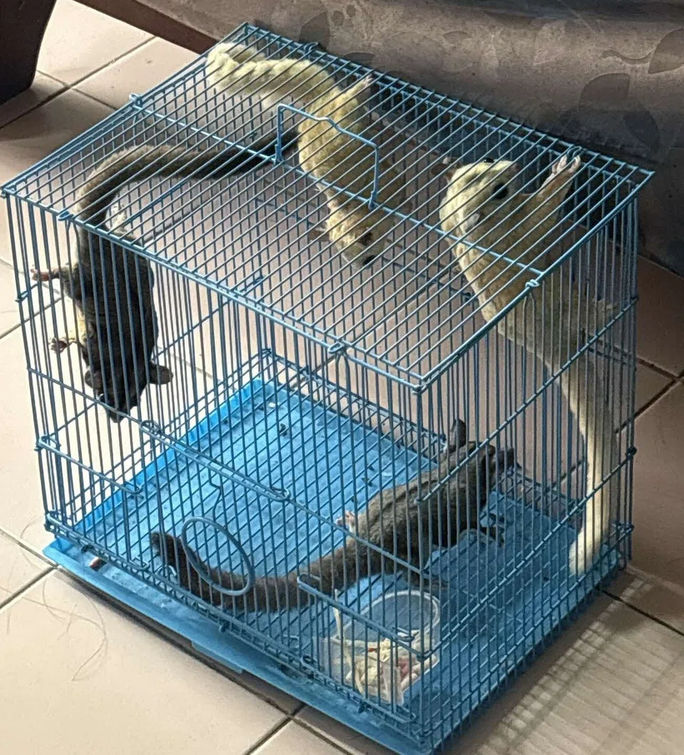 Seized sugar gliders found in a small cage.
