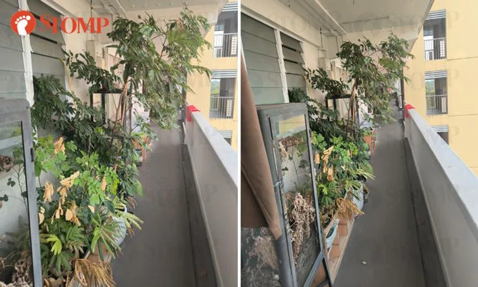 plants blocking corridor