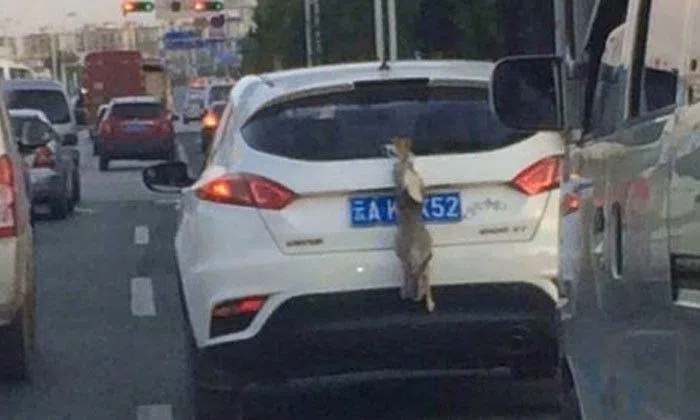 Sicko motorist in China hangs live rabbit behind SUV while driving | STOMP
