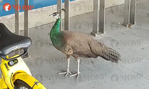 Are these peacocks at the zoo's carpark looking to hitch a ride?