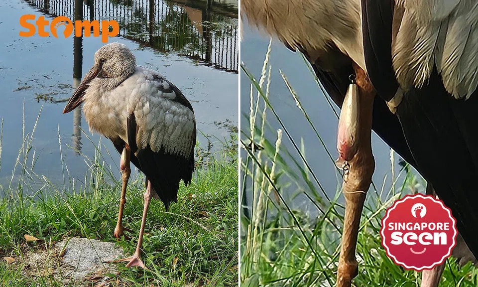 fishing lure wrapped around asian openbill stork’s leg