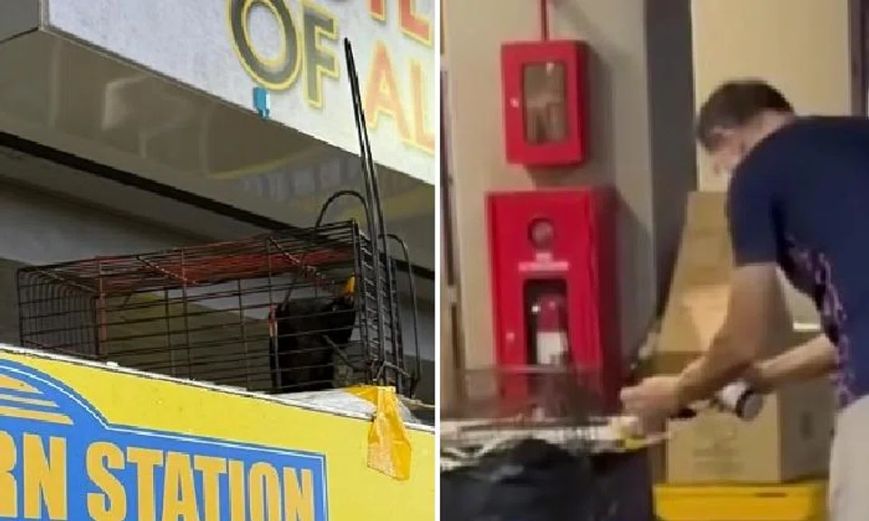 Man spray paints mynah birds trapped in cages intended for catching rats in Pasir Ris coffee shop
