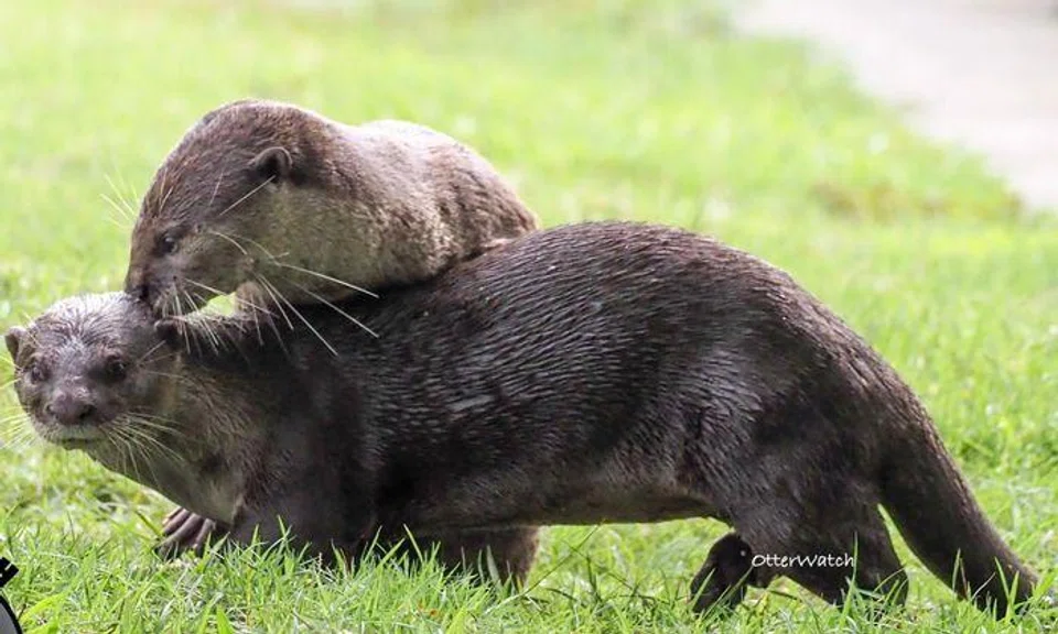 Forbidden love blossoms between lone Marina male otter and Bishan female otter