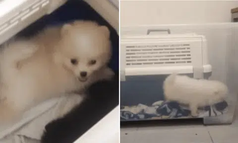 All five puppies tested positive for canine parvovirus, which typically causes vomiting and diarrhoea and could result in death.