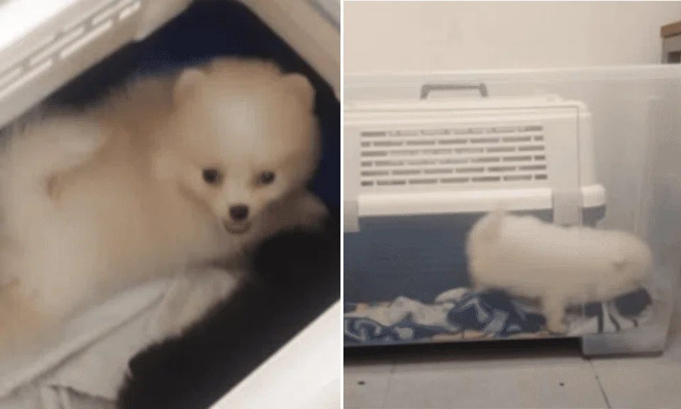All five puppies tested positive for canine parvovirus, which typically causes vomiting and diarrhoea and could result in death.