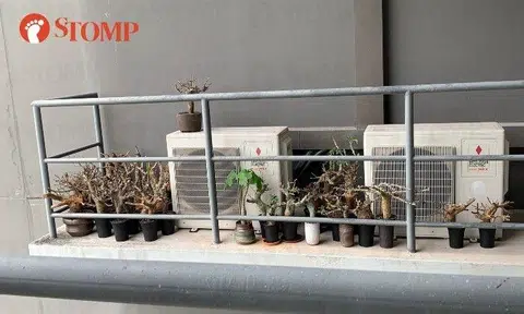 Potted plants on Clementi aircon ledge cleared after concerns of killer litter and mosquito breeding