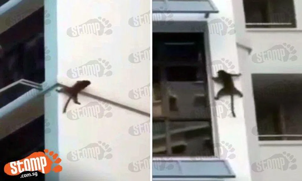 Is this the Segar Rd monkey... or Spiderman? Watch it in action in this cool video