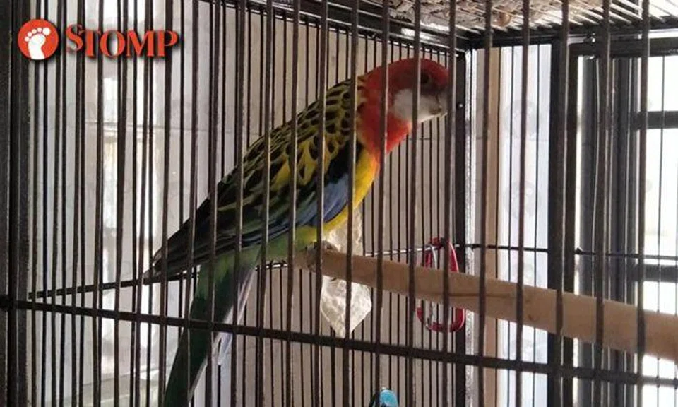 Help! Lost rosella parrot looking for its way home