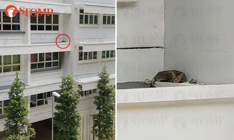 AVA rescues cat stuck on 4th storey window ledge of Punggol Drive block