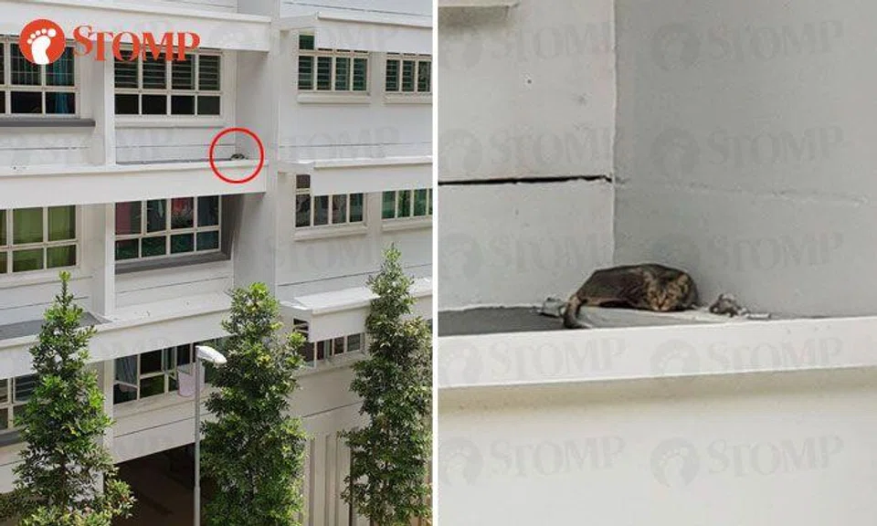 AVA rescues cat stuck on 4th storey window ledge of Punggol Drive block