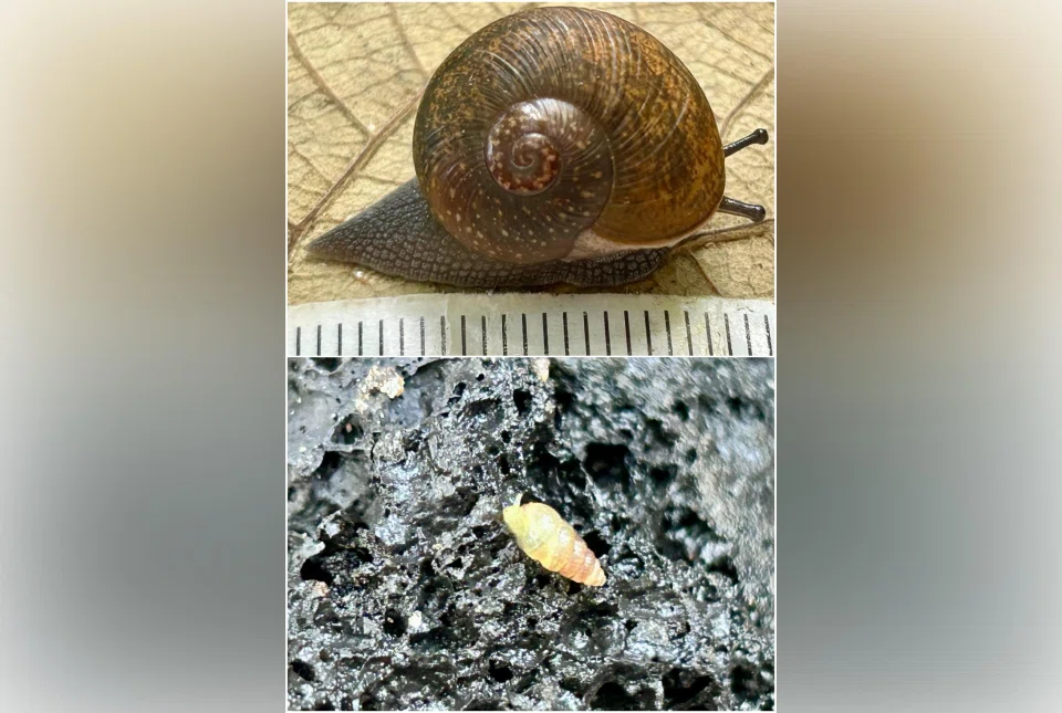 The two snails are both non-native, and were thought to have been brought in via horticultural imports.