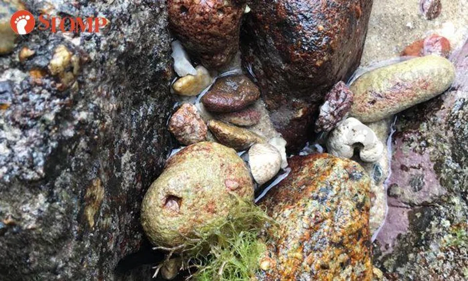Look closely and you might find the creature hidden among these rocks