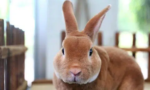 The Rabbit Haemorrhagic Disease is not transmissible from animals to people and does not affect other animal species. PHOTO: LIANHE ZAOBAO