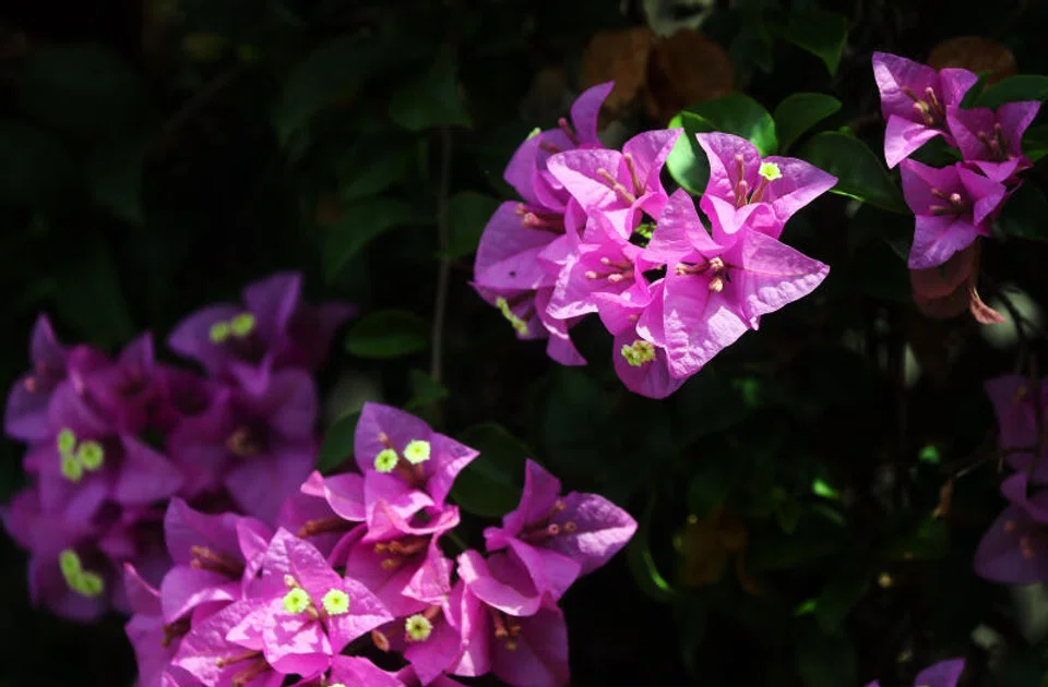 Bougainvillea