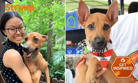 The Yap family adopted Scooby in 2014 from Save Our Street Dogs (SOSD) after their previous dog, Bella, died. 