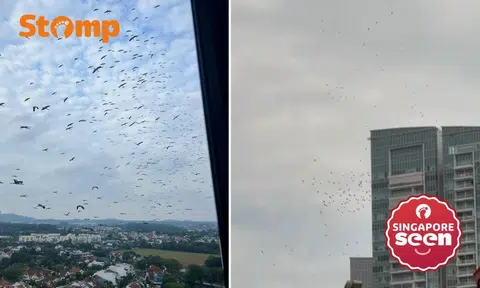 Asian Openbills adorn the skies of Singapore.