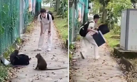 Netizens impressed by student who tried to persuade monkeys to return his school bag