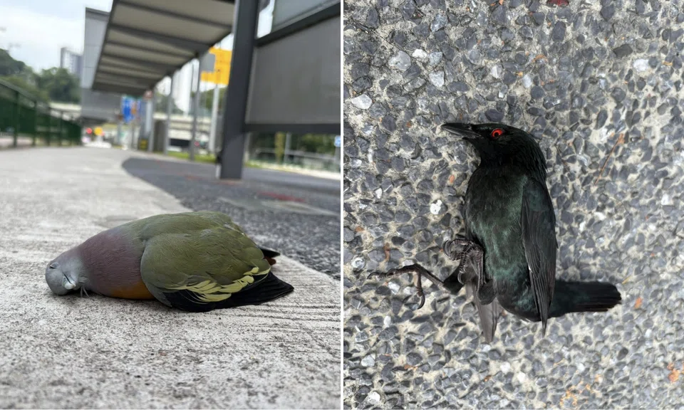 A green pink-necked pigeon was found dead at a bus stop.