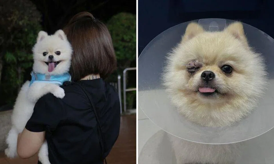 Dog blind in one eye after owner left it in friend's care: 'She said she was doing me a favour'