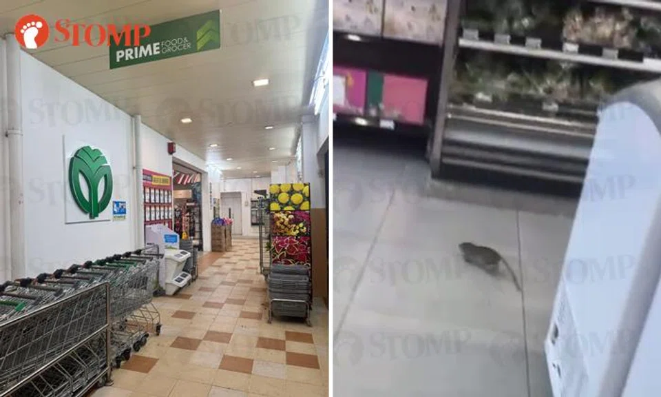 yishun rat
