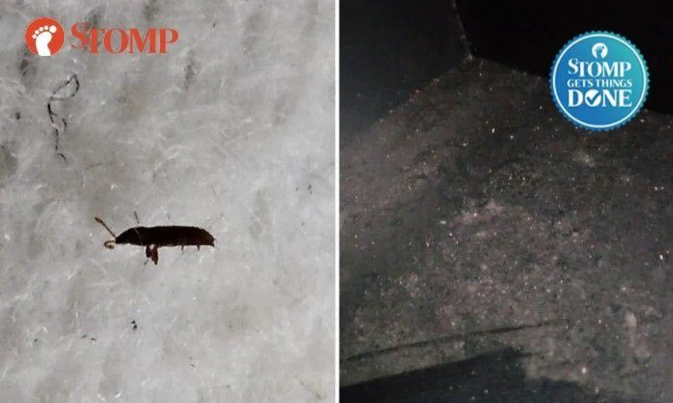 The Stomper shared photos and videos of the insects and white specks on the furniture.