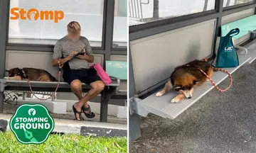 Dogs on public benches: A hygiene debate