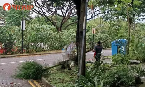 collapsed trees at jurong