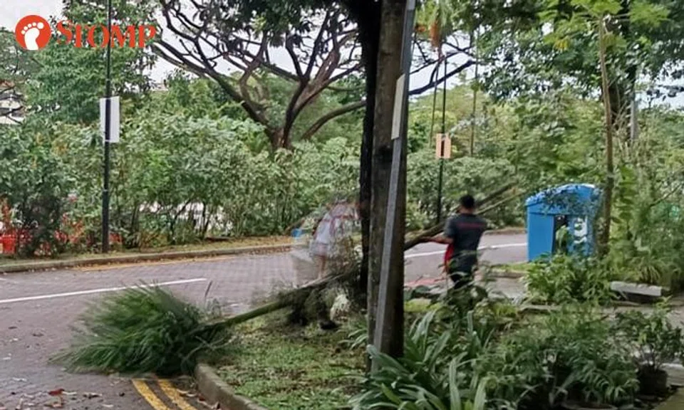 collapsed trees at jurong