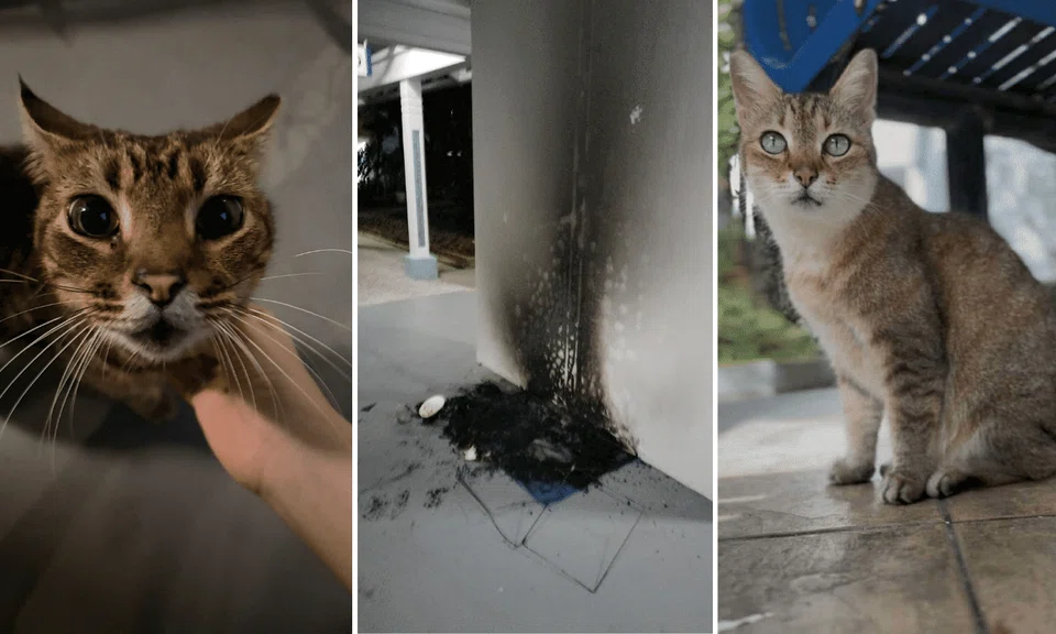 A reader told Stomp that the cats at Block 263 Bukit Batok East Avenue 4 are unharmed. 