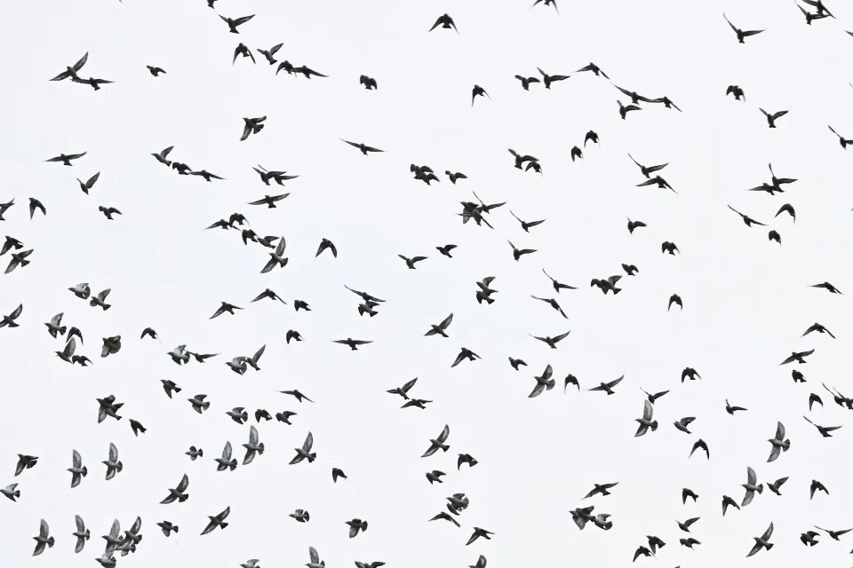 The daurian starlings are visitors that have flown south to escape the harsh winter in North-east Asia. ST PHOTO: LIM YAOHUI