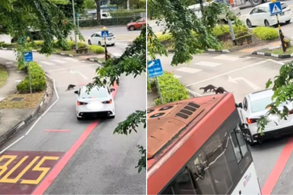 Three otters were lounging in the middle of the road.