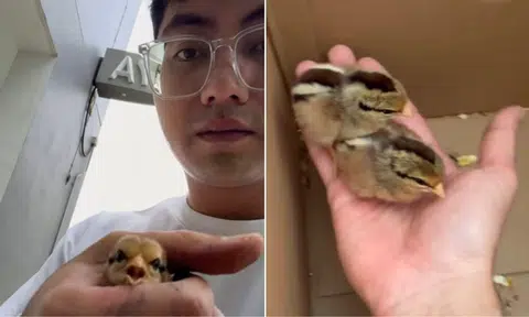 real estate agent saving chicks